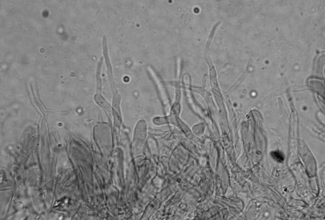 Cheimonophyllum candidissimum   (Berk. & M.A. Curtis) Singer
